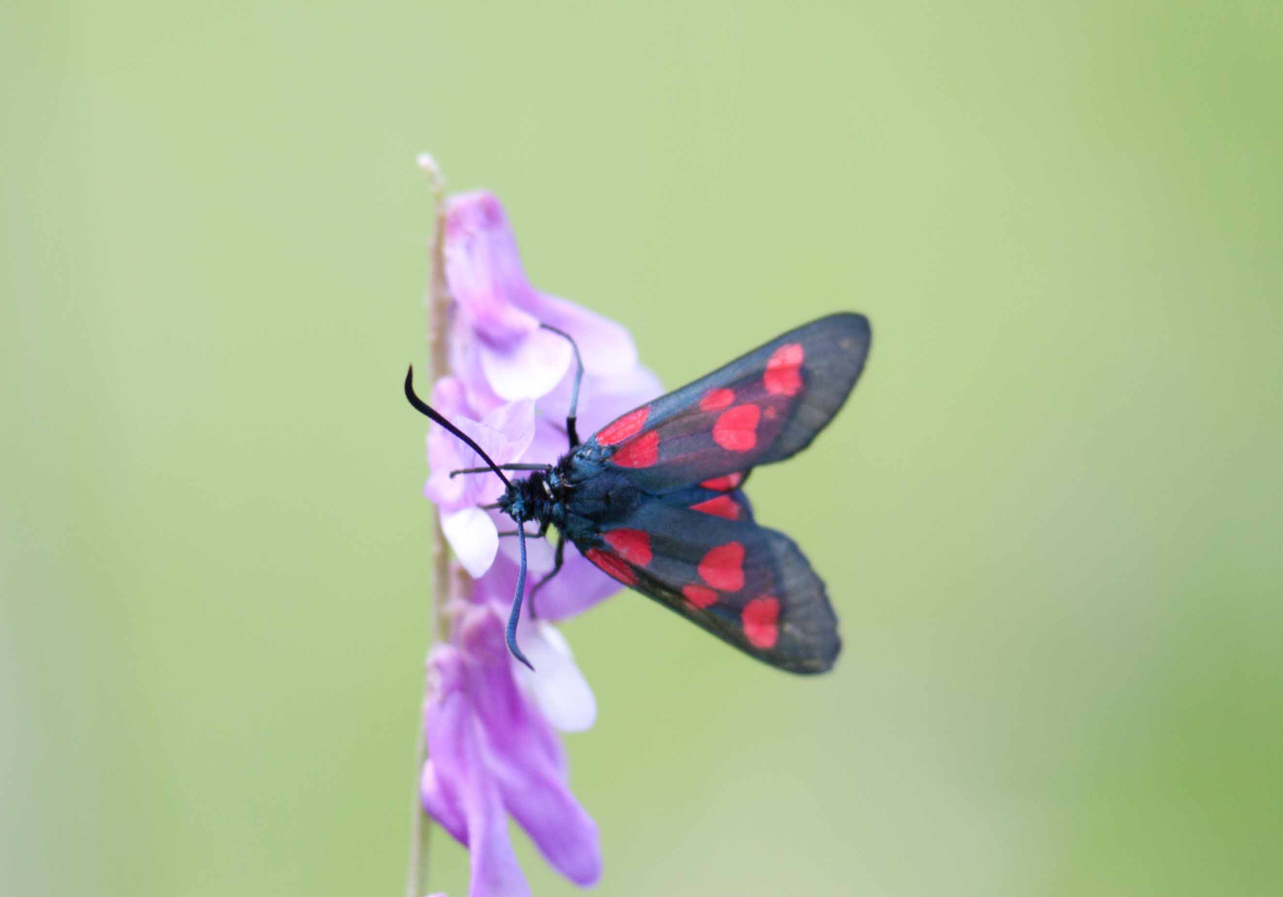 Miniature